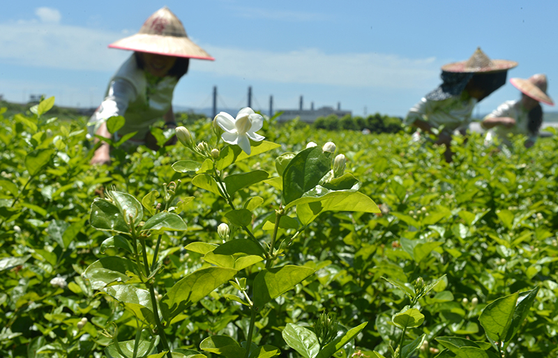 福州茉莉花种植与茶文化系统